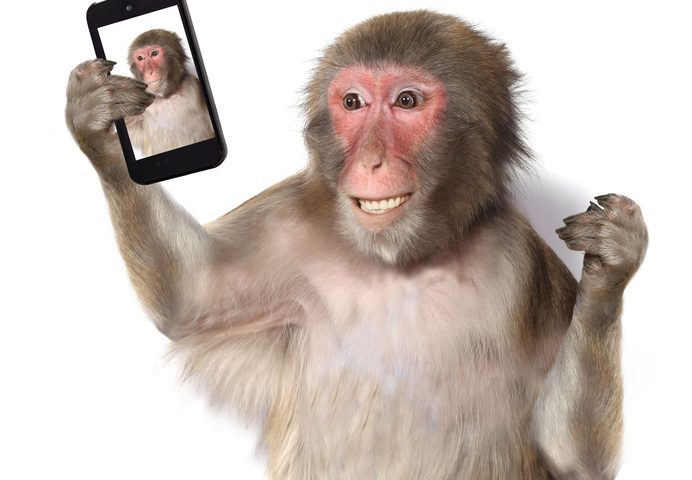 Affe macht ein Selfie